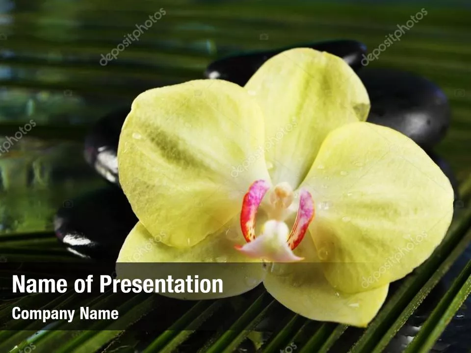 Yellow Flower In A Dark Blue Stones
