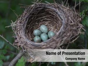 Nest PowerPoint Template