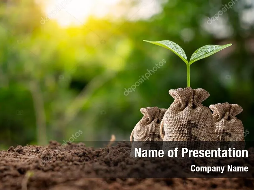 Sprout Of Money Tree