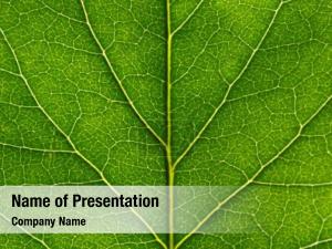 Leaf Close Up Texture PowerPoint Template
