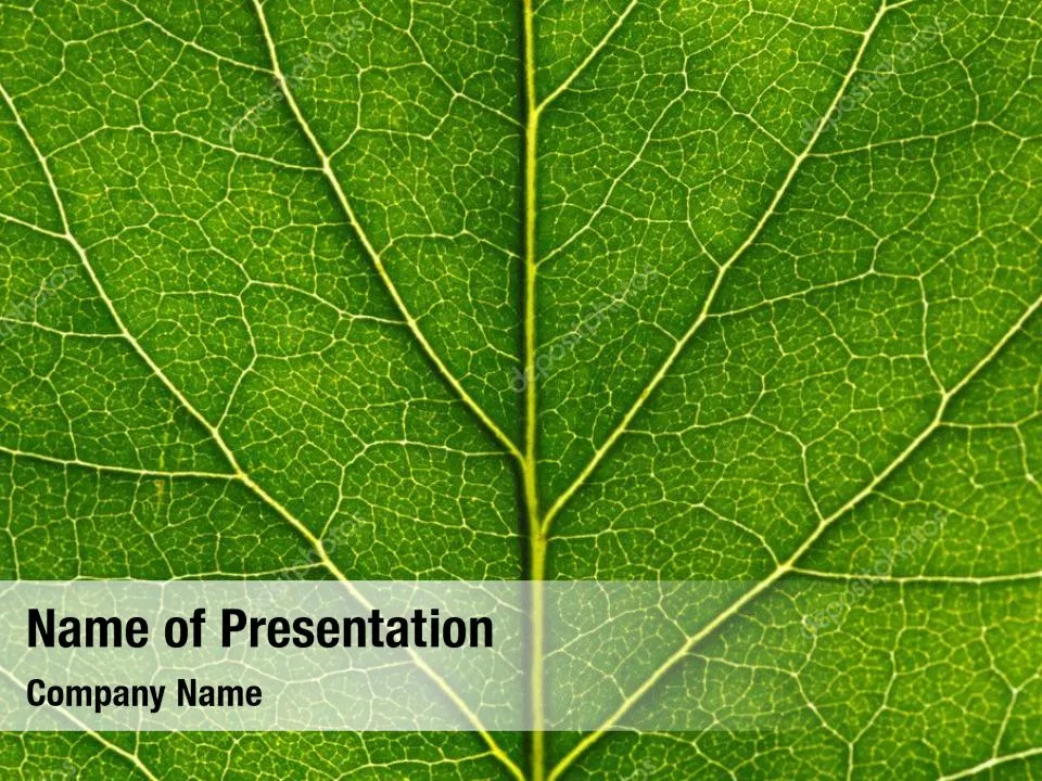 Leaf Close Up Texture