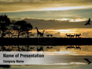 African Animals
