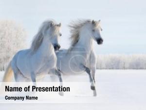 White two galloping welsh ponies