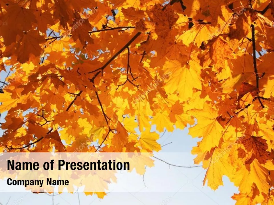 Yellow Leaves Of Maple