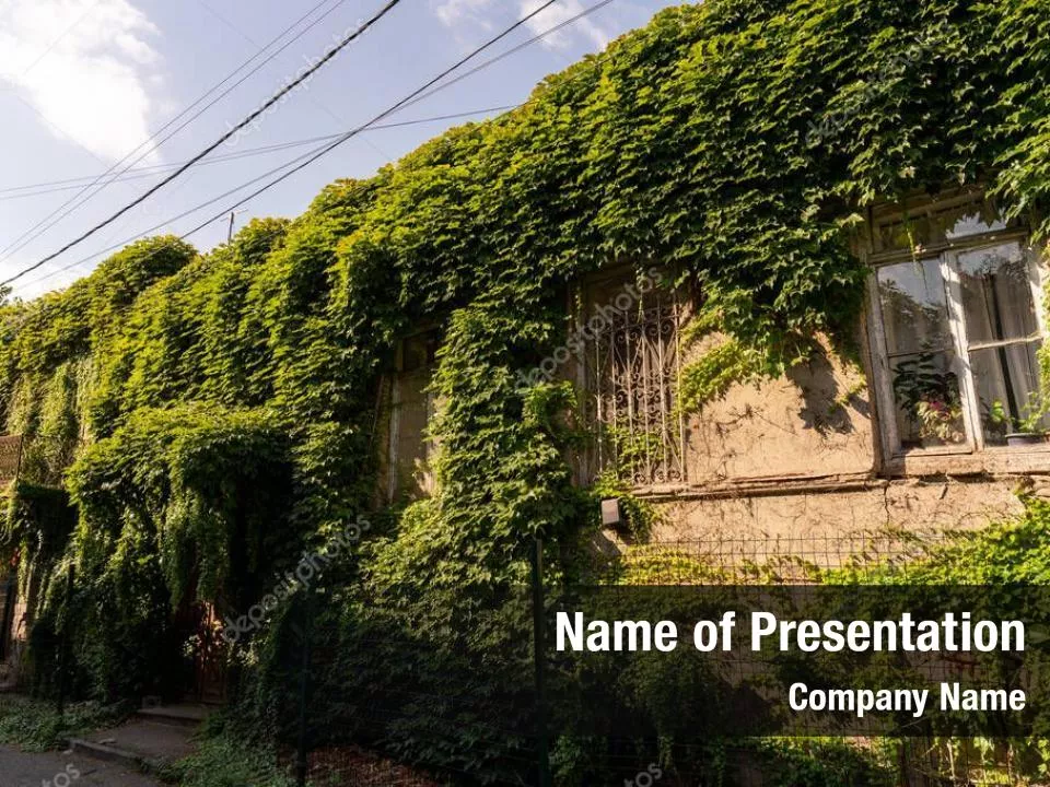 Wall Overgrown With Vines