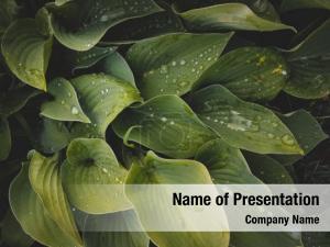 Abstract Greenhouse Concept PowerPoint Template