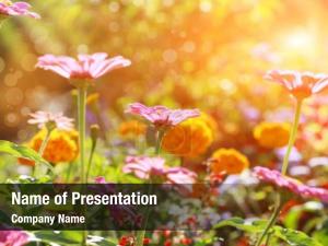 Green Field In A Sunny Day PowerPoint Template