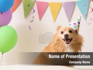 Happy Birthday Puppy