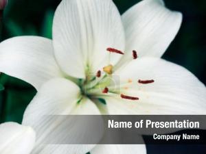 Lily