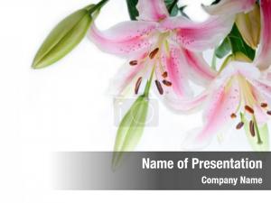 Lily Frame PowerPoint Template