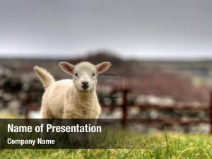 Sheep PowerPoint Template