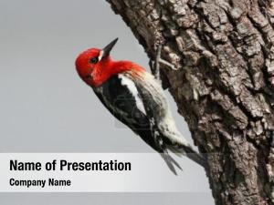 Woodpecker PowerPoint Template