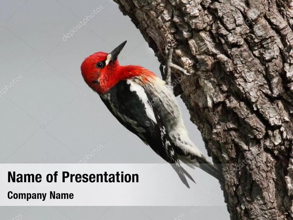 Woodpecker