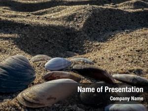 Ocean Shells Theme