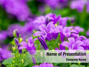 Bellflower PowerPoint Template
