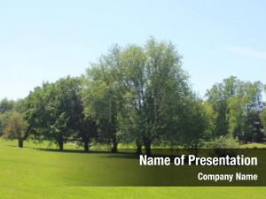 Three Trees