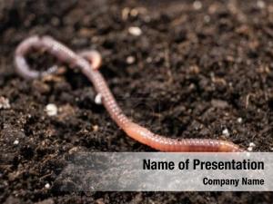 Earthworm PowerPoint Template
