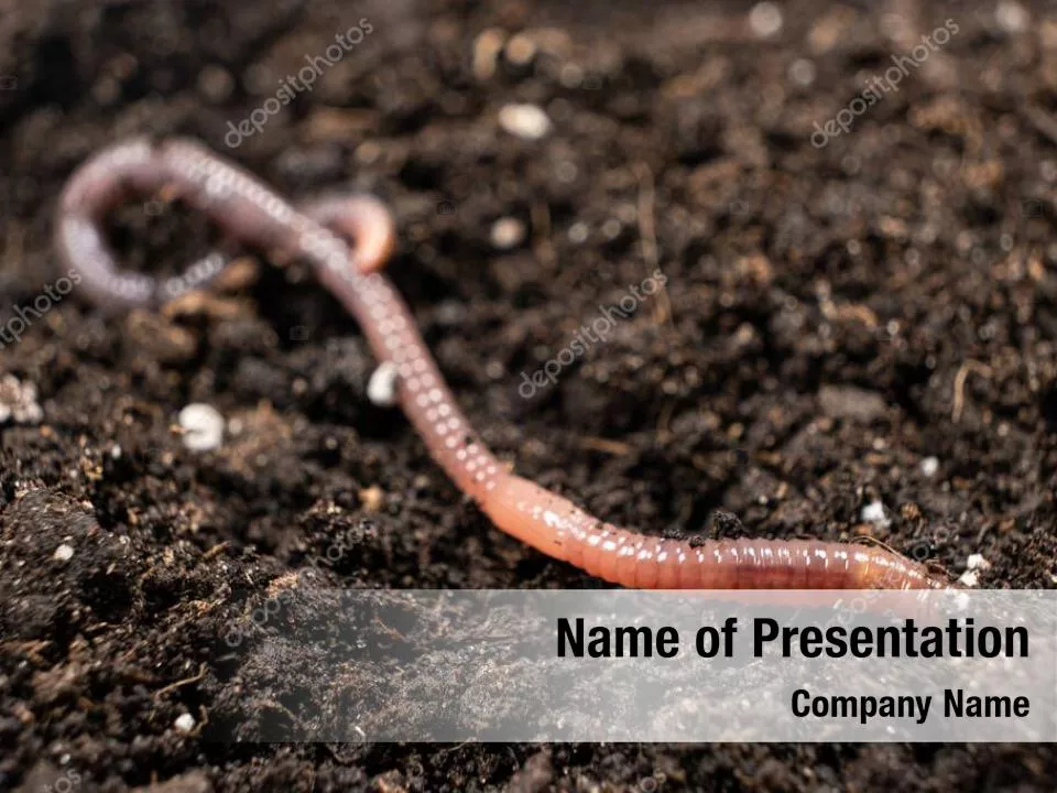 Earthworm