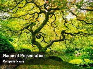 Green Tree