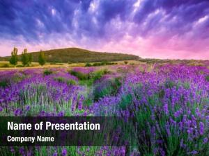 Summer sunset over lavender field