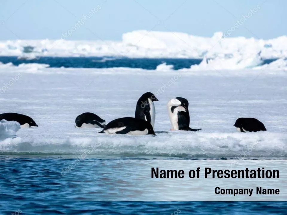 Penguins On The Iceberg