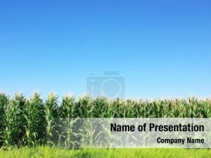 Corn Field PowerPoint Template