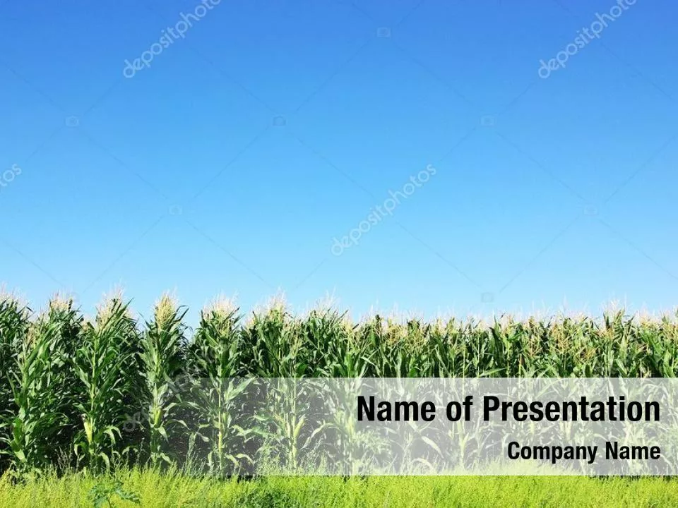 Corn Field