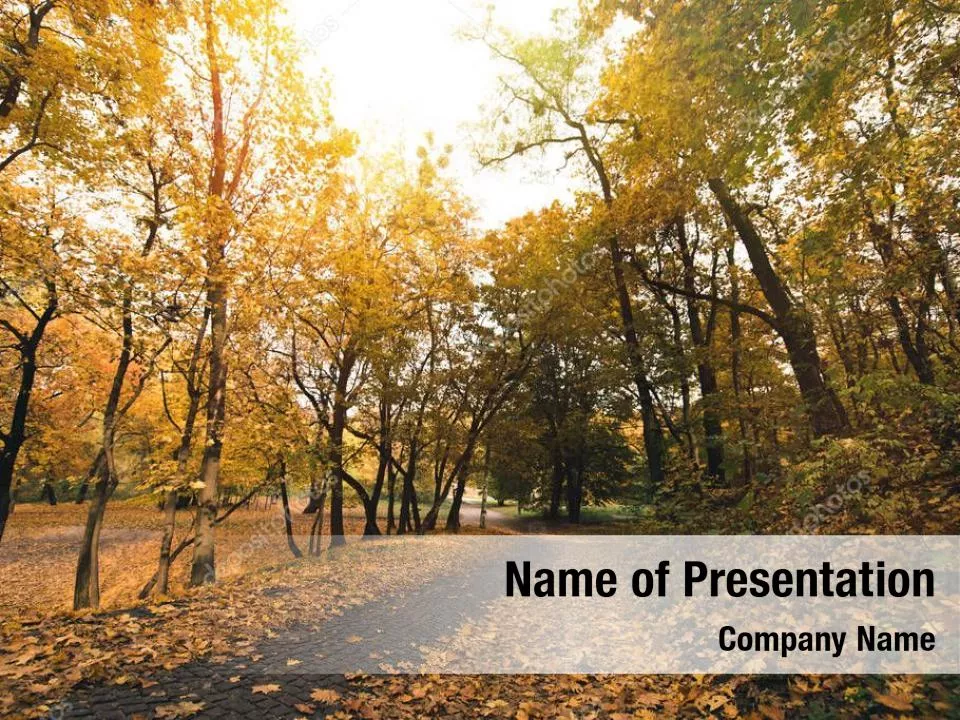 Pathway In The Forest