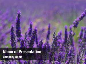 Lavender PowerPoint Template