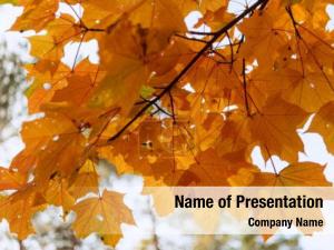 Maple PowerPoint Template