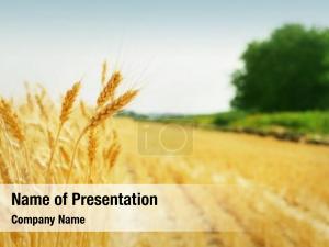  PowerPoint Template