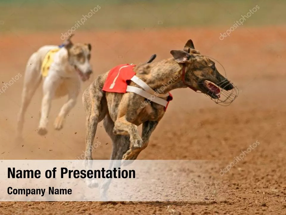 Dog Racing