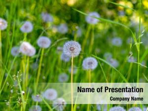 Dandelion Field PowerPoint Template