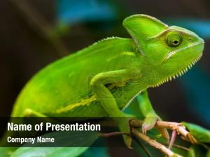 Chameleon
