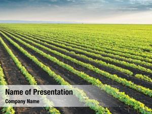 Rows soybean field spring  PowerPoint Template