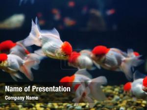 Fish In Aquarium PowerPoint Template