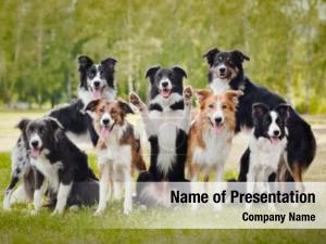 Dogs PowerPoint Template