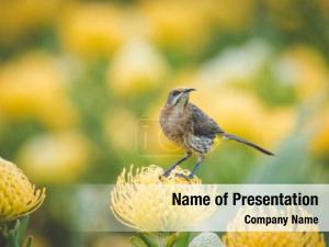 Cape Sugarbird PowerPoint Template