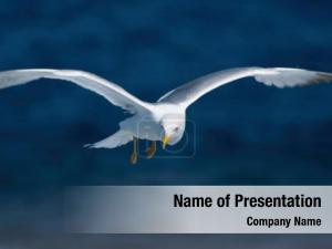 Seagull
