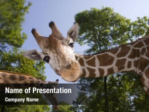 Giraffe PowerPoint Template