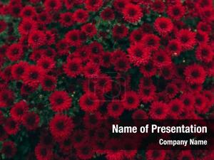Red Flowers PowerPoint Template