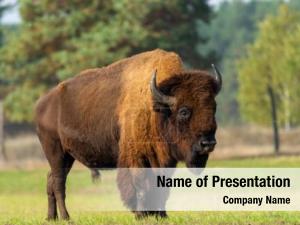 Bison PowerPoint Template