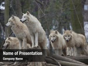 Wolves horde arctic zoo 