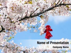 Blooming Cherry Tree In The Spring PowerPoint Template