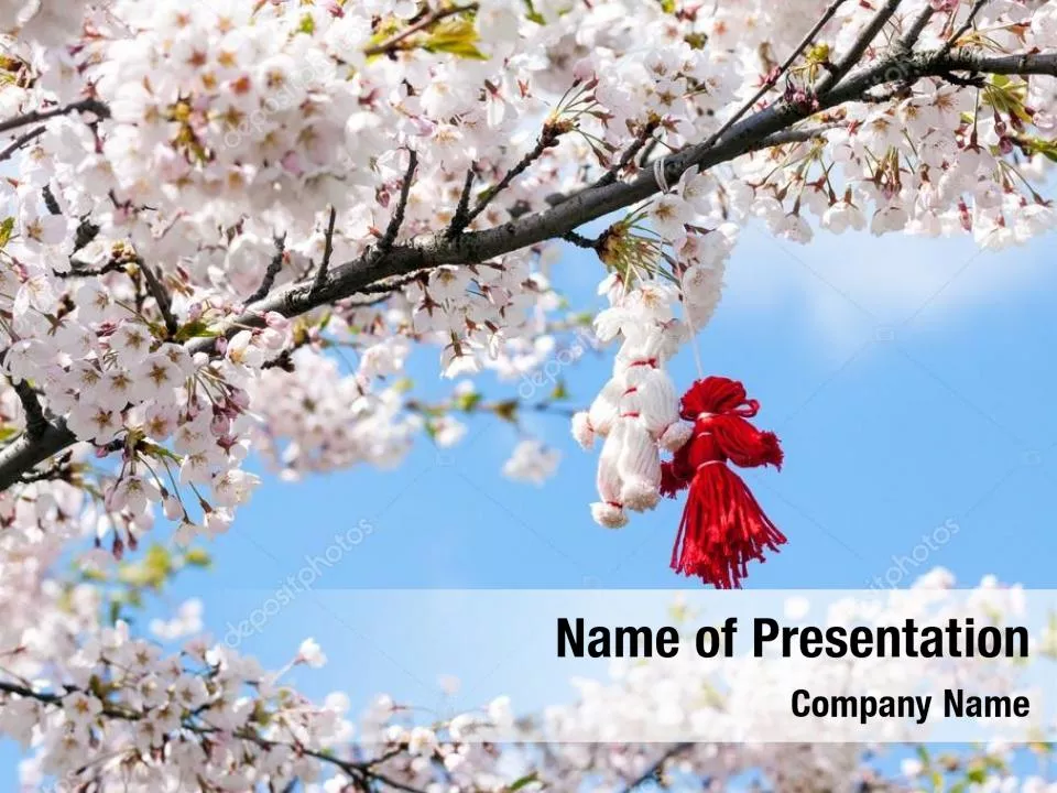 Blooming Cherry Tree In The Spring