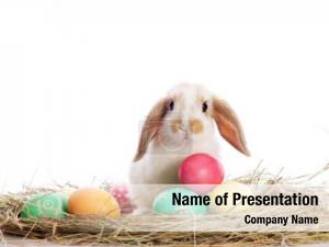 Easter Bunny PowerPoint Template