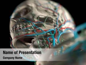 Systems of Body PowerPoint Template