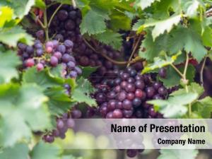 Vine PowerPoint Template
