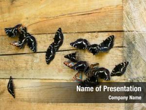 Butterflies On A Wood PowerPoint Template