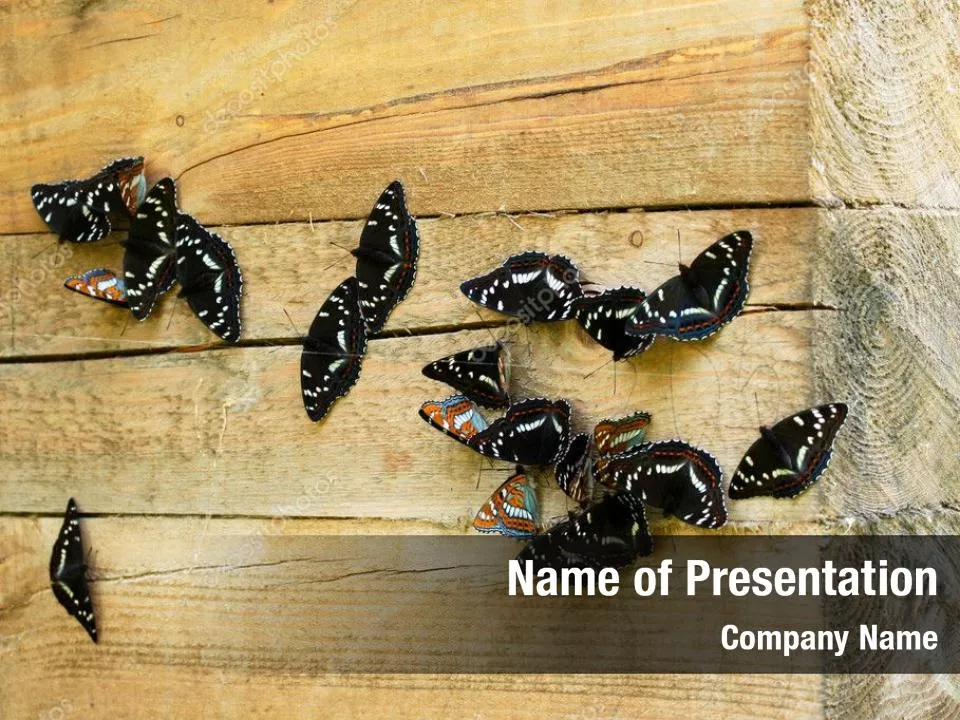 Butterflies On A Wood